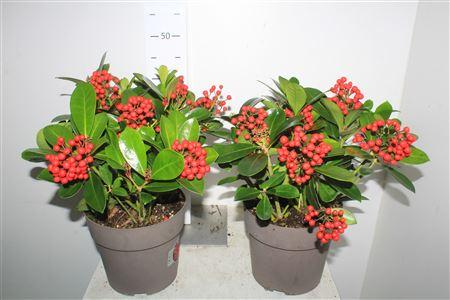 Горшечные цветы и растения оптом Skim J Veitchii 6-8+ от 1шт из Голландии с доставкой по России