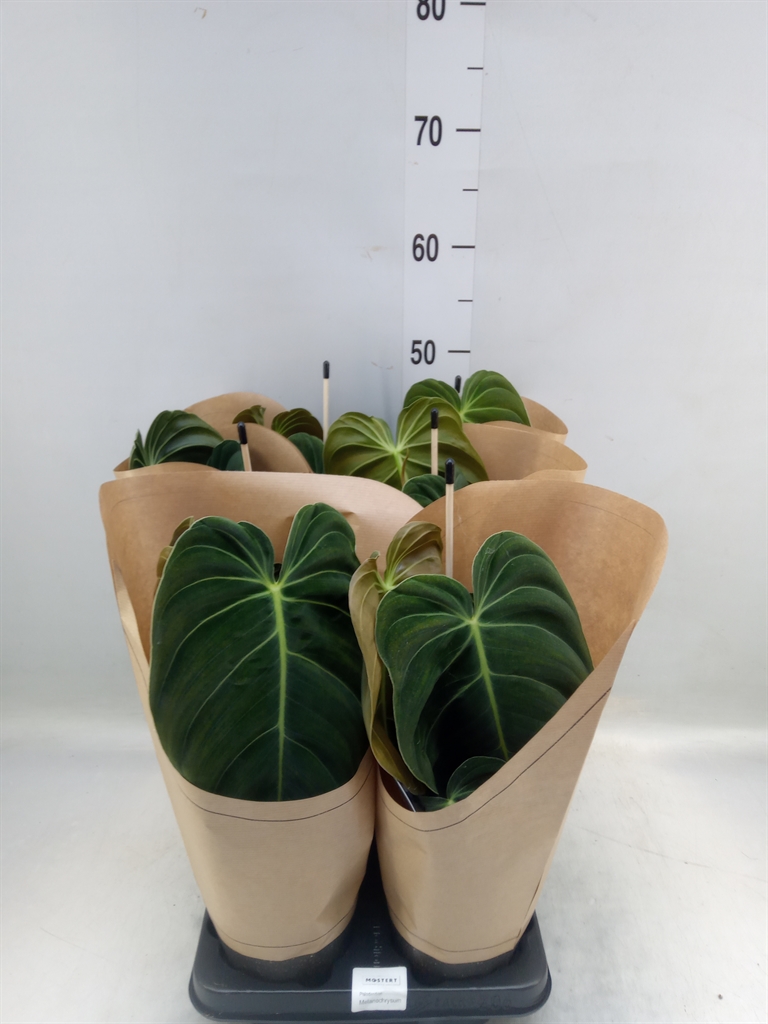 Горшечные цветы и растения оптом Philodendron Melanochrysum от 6шт из Голландии с доставкой по России
