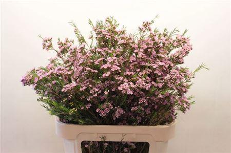 Срезанные цветы оптом Chamelaucium wendy pink от 25шт. из Голландии с доставкой по России