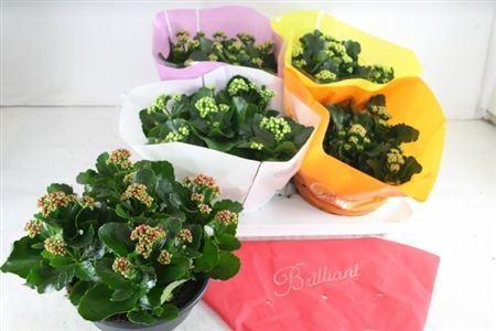 Горшечные цветы и растения оптом Kal Ge Gem 5 Kl от 2шт из Голландии с доставкой по России