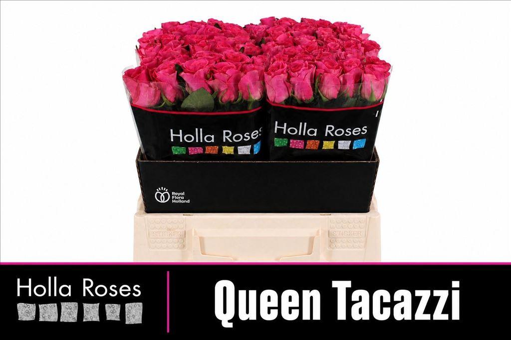Срезанные цветы оптом Rosa large queen tacazzi+ от 60шт из Голландии с доставкой по России