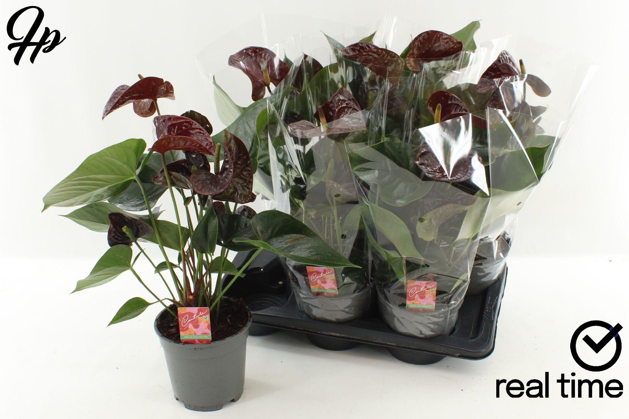 Горшечные цветы и растения оптом Anthu Fl Tranquillo от 6шт из Голландии с доставкой по России