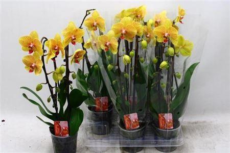 Горшечные цветы и растения оптом Phal El Cascade 2 Branche 40% Vertakt от 6шт из Голландии с доставкой по России