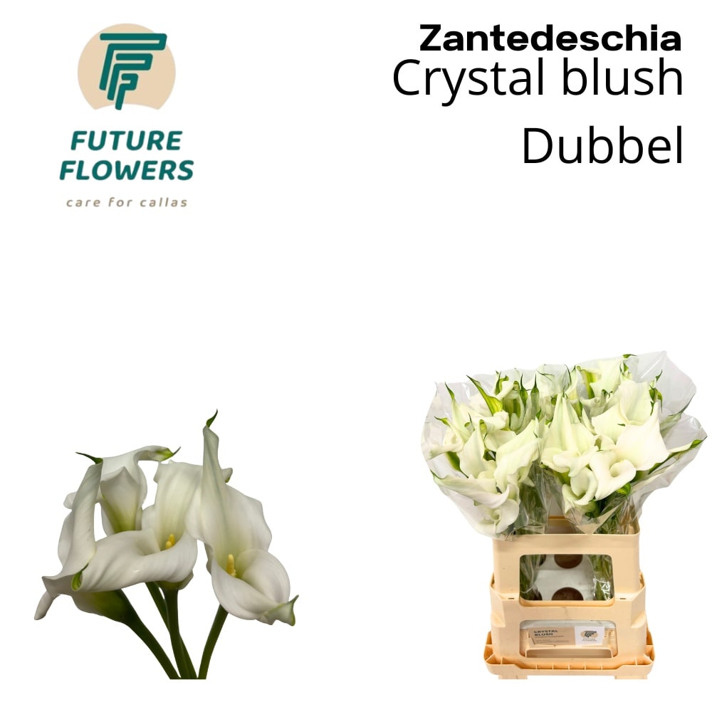 Срезанные цветы оптом Zantedeschia crystal blush от 40шт из Голландии с доставкой по России