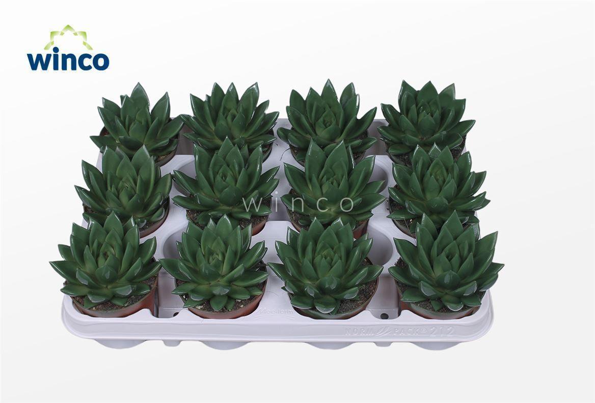 Горшечные цветы и растения оптом Echeveria Agavoides Paint Moss Green от 12шт (для телеги) из Голландии с доставкой по России