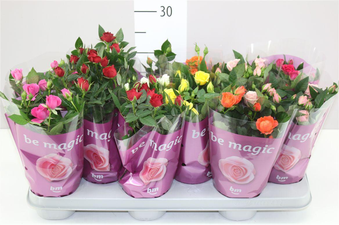 Горшечные цветы и растения оптом Rosa Beau Monde Gemengd от 12шт из Голландии с доставкой по России Горшечные цветы и растения оптом Rosa Beau Monde Gemengd от 12шт из Голландии с доставкой по России