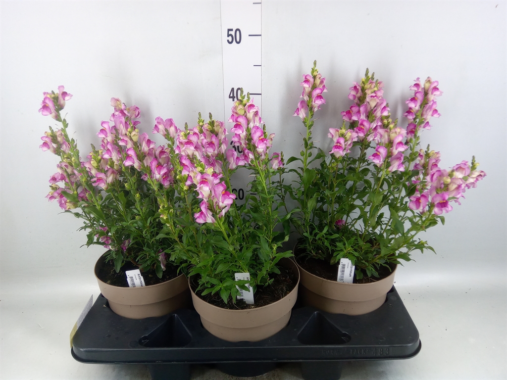 Горшечные цветы и растения оптом Antirrhinum Majus   ...mix от 3шт из Голландии с доставкой по России