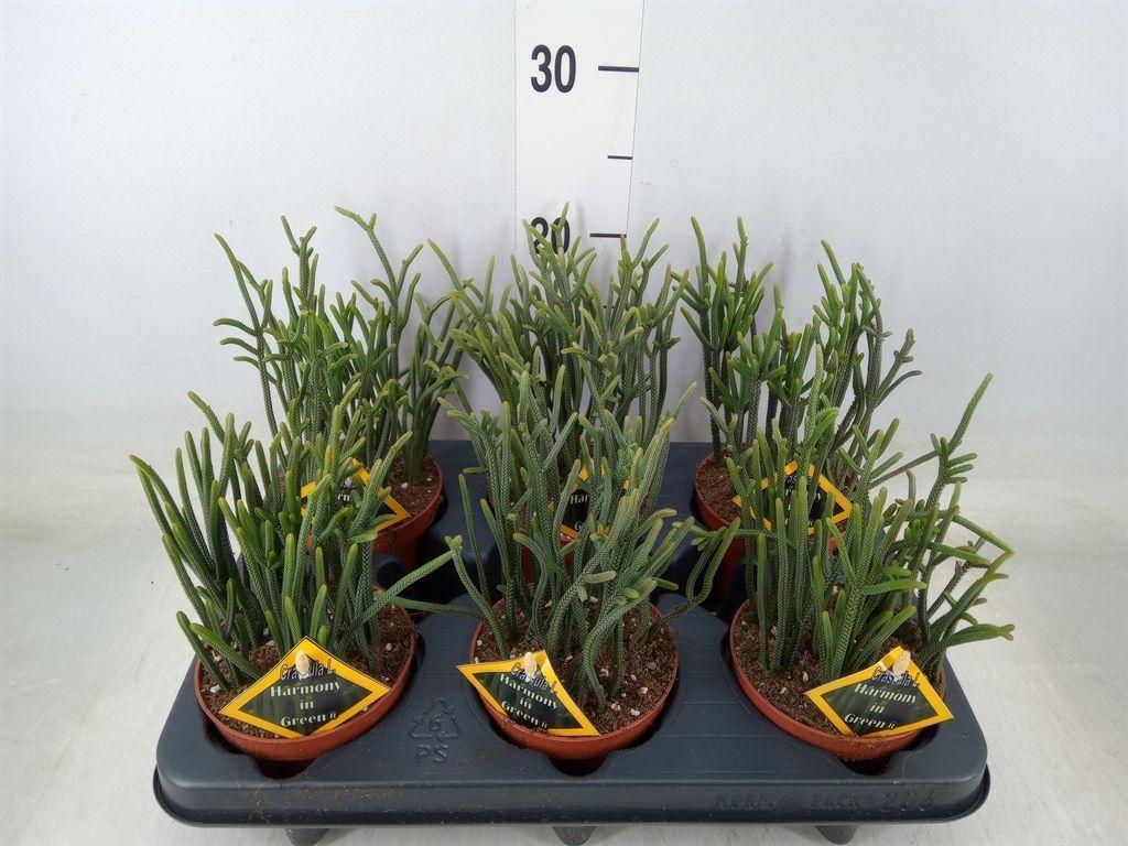 Горшечные цветы и растения оптом Crassula   ... от 6шт из Голландии с доставкой по России