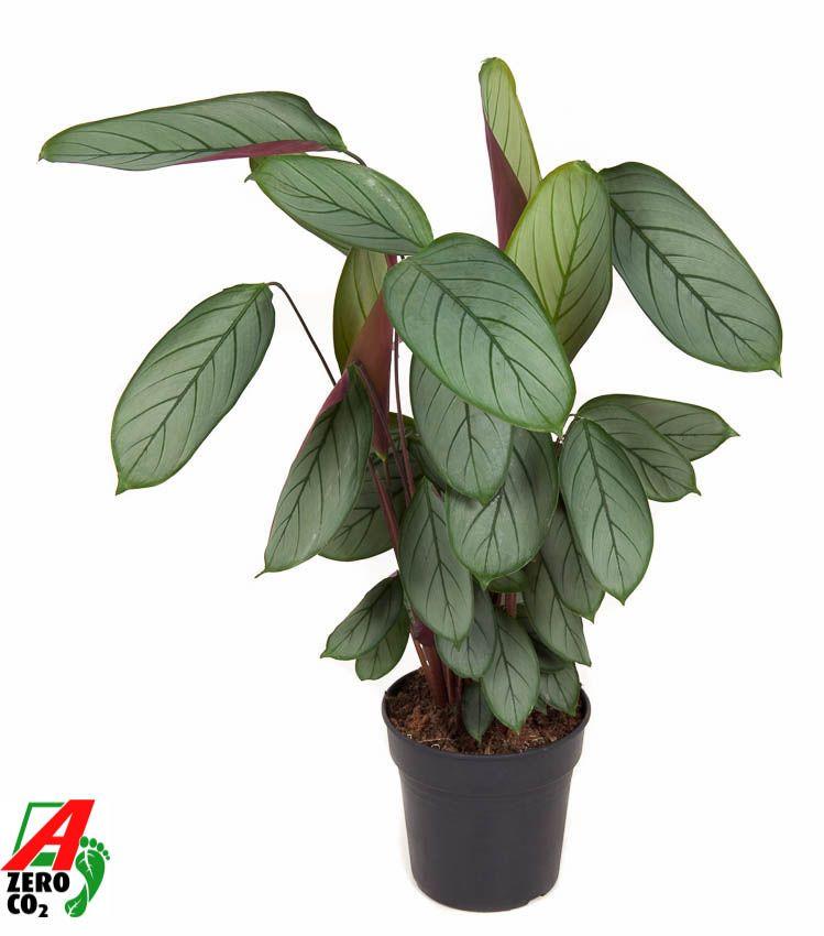Горшечные цветы и растения оптом Calathea Silverstar от 1шт из Голландии с доставкой по России