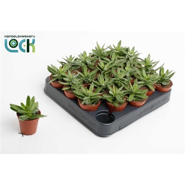 Горшечные цветы и растения оптом Crassula Falcata от 20шт (для телеги) из Голландии с доставкой по России