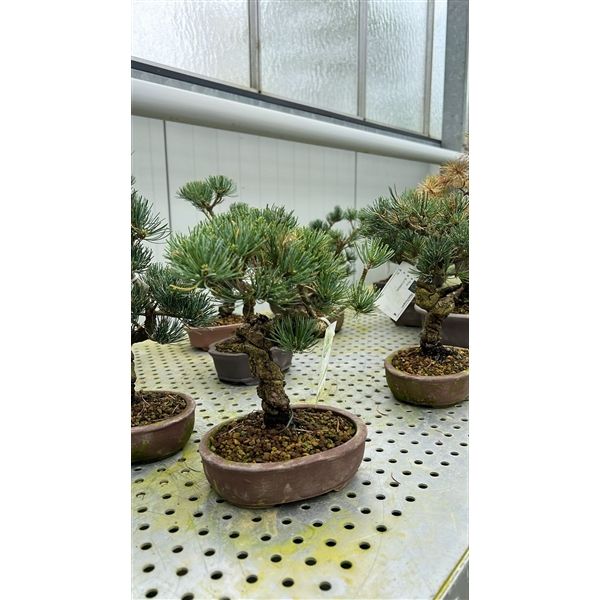 Горшечные цветы и растения оптом Bonsai Pinus Parviflora, 15cm. от 3шт из Голландии с доставкой по России