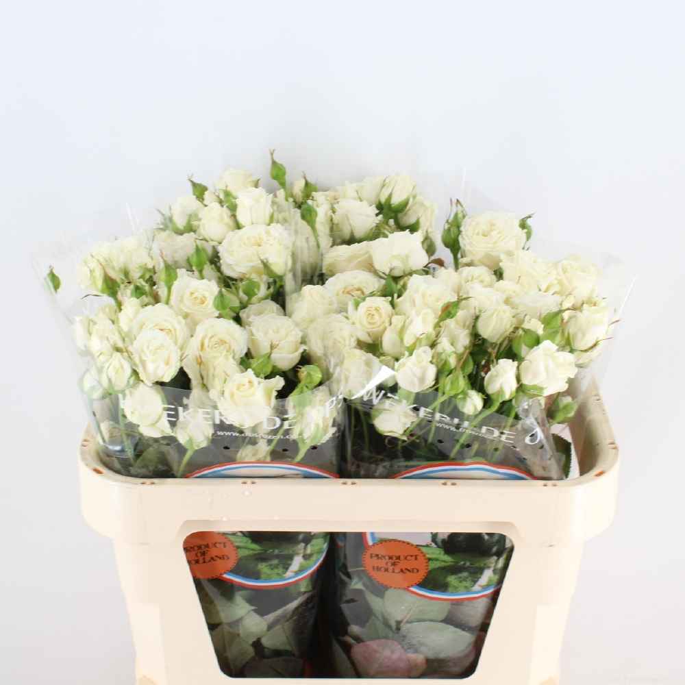 Срезанные цветы оптом Rosa sp white balloons от 40шт из Голландии с доставкой по России