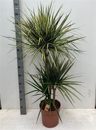 Горшечные цветы и растения оптом Dra Marg Sunray 60-30-15 Cm от 1шт из Голландии с доставкой по России