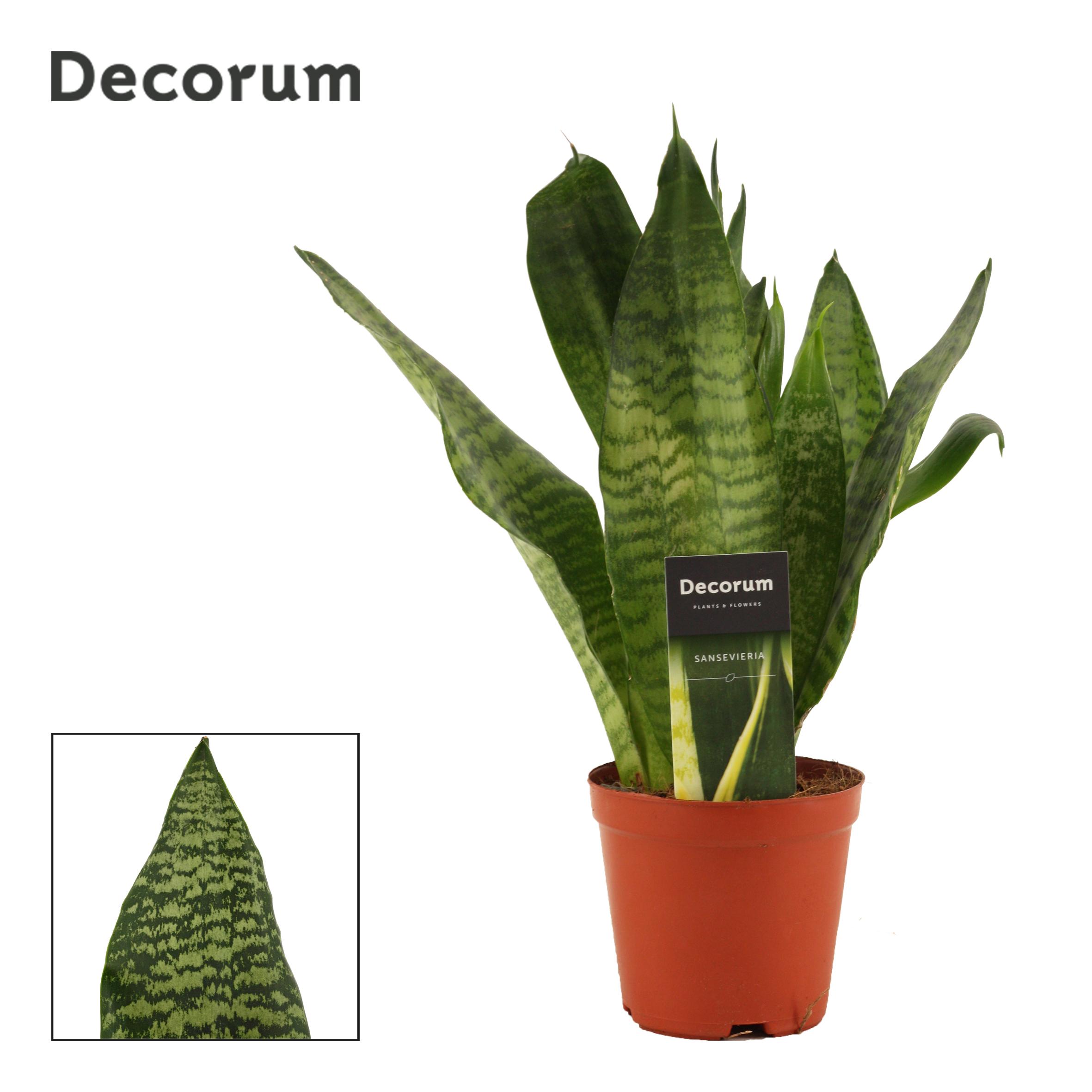 Горшечные цветы и растения оптом Sansevieria Super Green (decorum) от 10шт из Голландии с доставкой по России