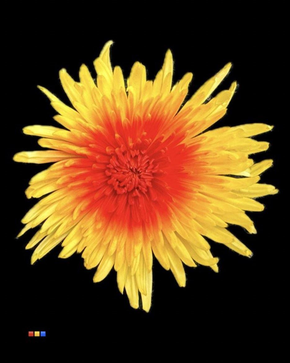 Срезанные цветы оптом Chrys bl paint anastasia yellow-red eye от 60шт из Голландии с доставкой по России