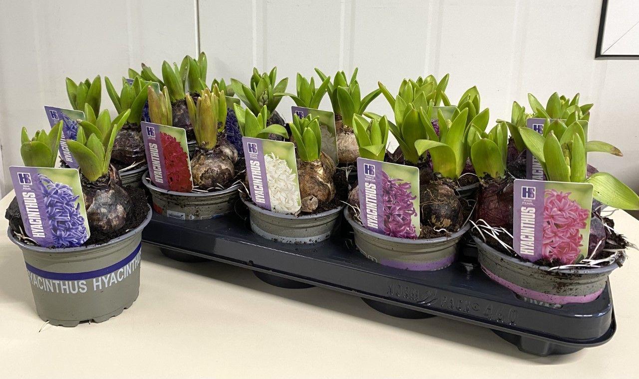 Горшечные цветы и растения оптом Hyacinthus Mix Pearl от 10шт из Голландии с доставкой по России