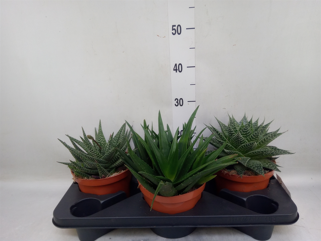 Горшечные цветы и растения оптом Aloe   ...mix от 3шт из Голландии с доставкой по России
