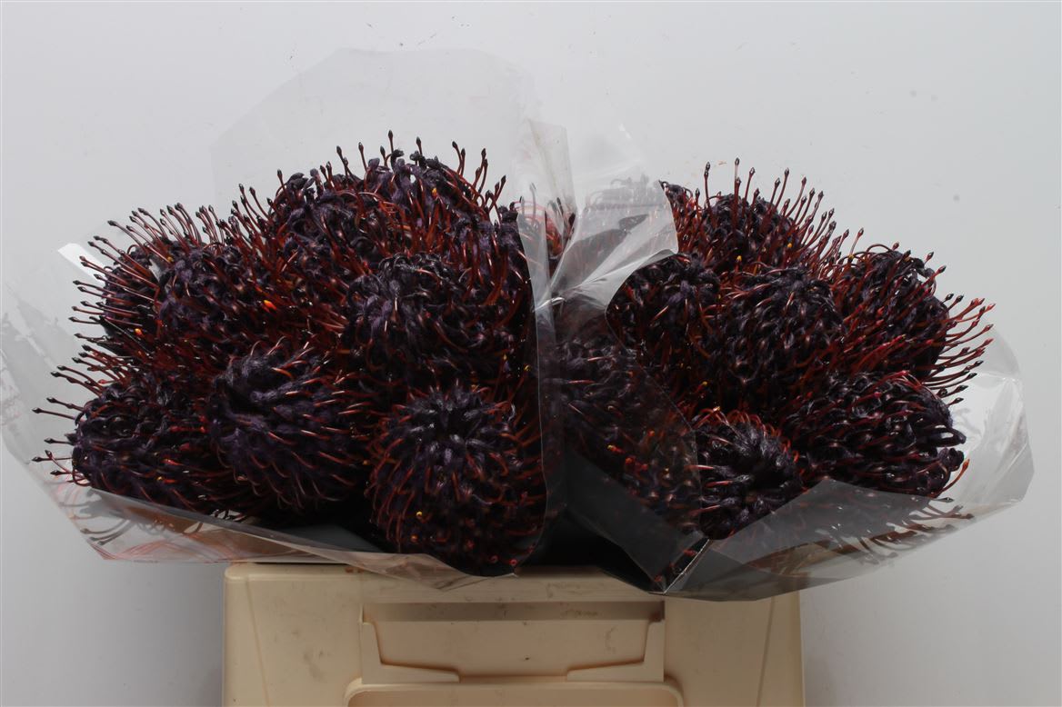 Срезанные цветы оптом Nutans paint aubergine от 20шт из Голландии с доставкой по России