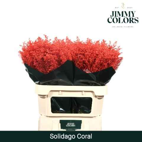 Срезанные цветы оптом Solidago paint coral от 25шт из Голландии с доставкой по России