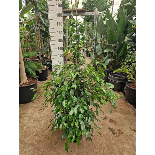 Горшечные цветы и растения оптом Ficus Be Exotica Piramide 200 Xl от 1шт из Голландии с доставкой по России