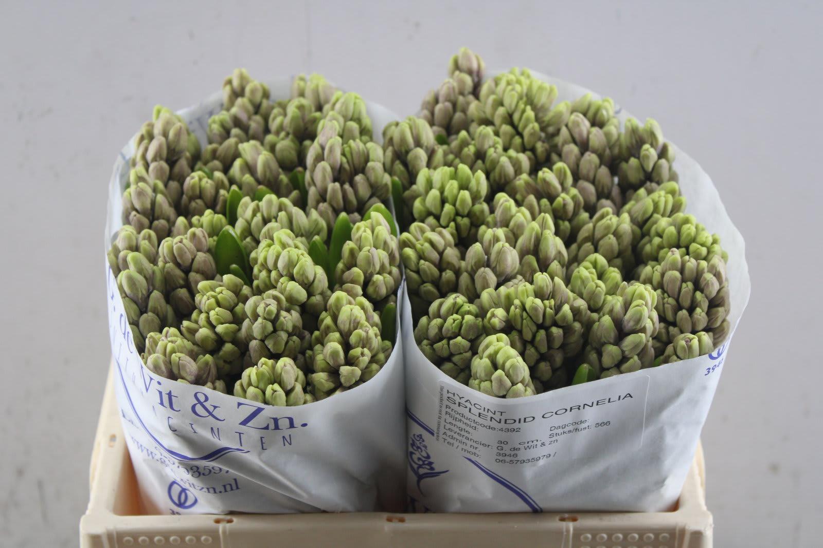 Срезанные цветы оптом Hyacinthus splendid cornelia от 50шт из Голландии с доставкой по России