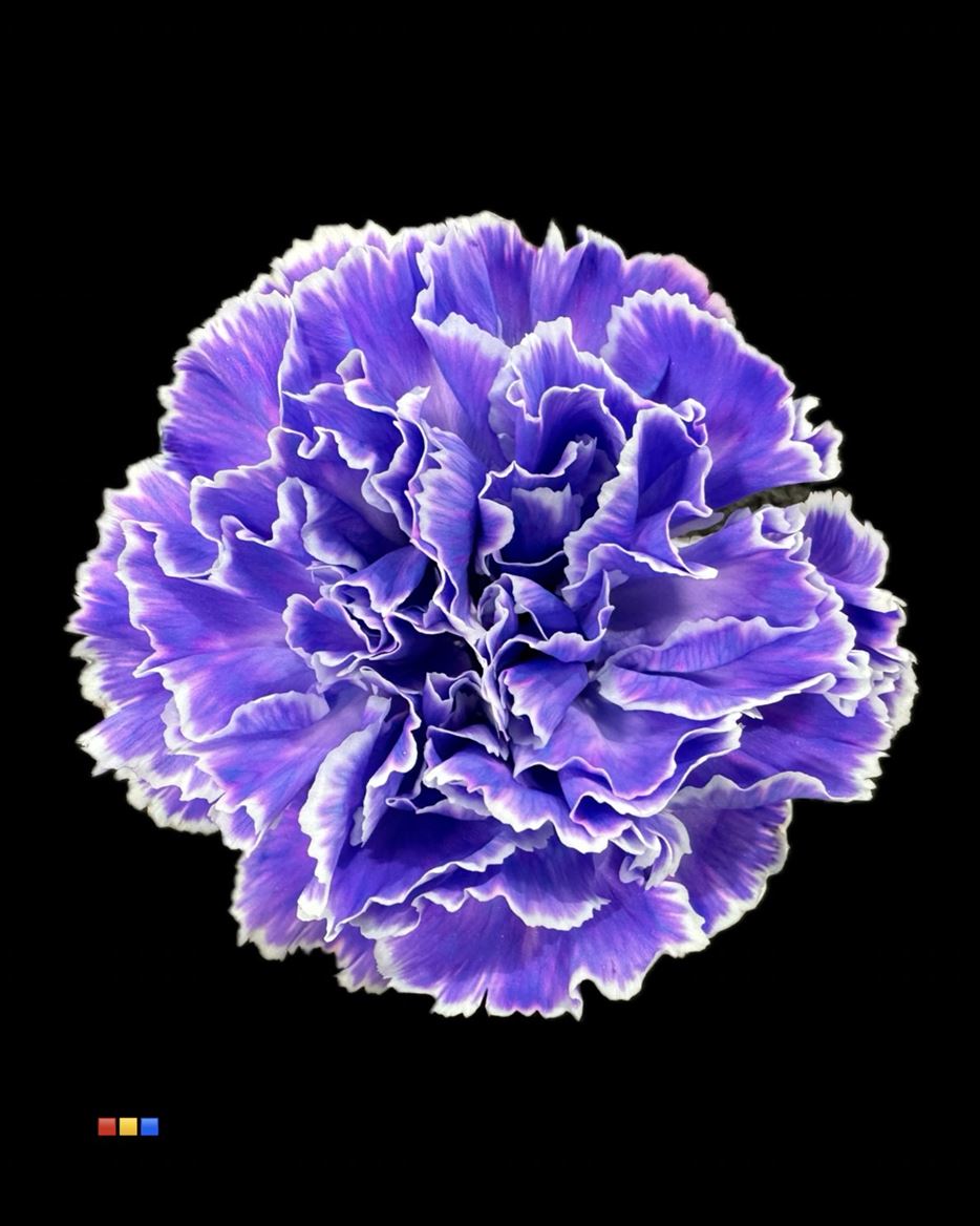 Срезанные цветы оптом Dianthus st paint lilac от 80шт из Голландии с доставкой по России