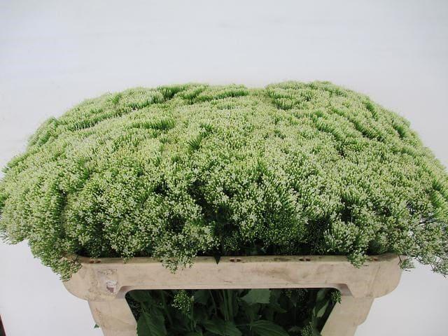 Срезанные цветы оптом Trachelium white lake michigan от 80шт из Голландии с доставкой по России