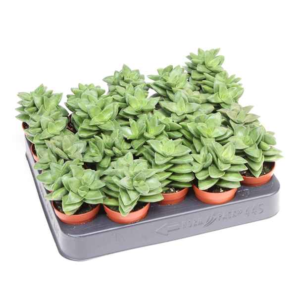 Горшечные цветы и растения оптом Crassula Springtime от 20шт из Голландии с доставкой по России