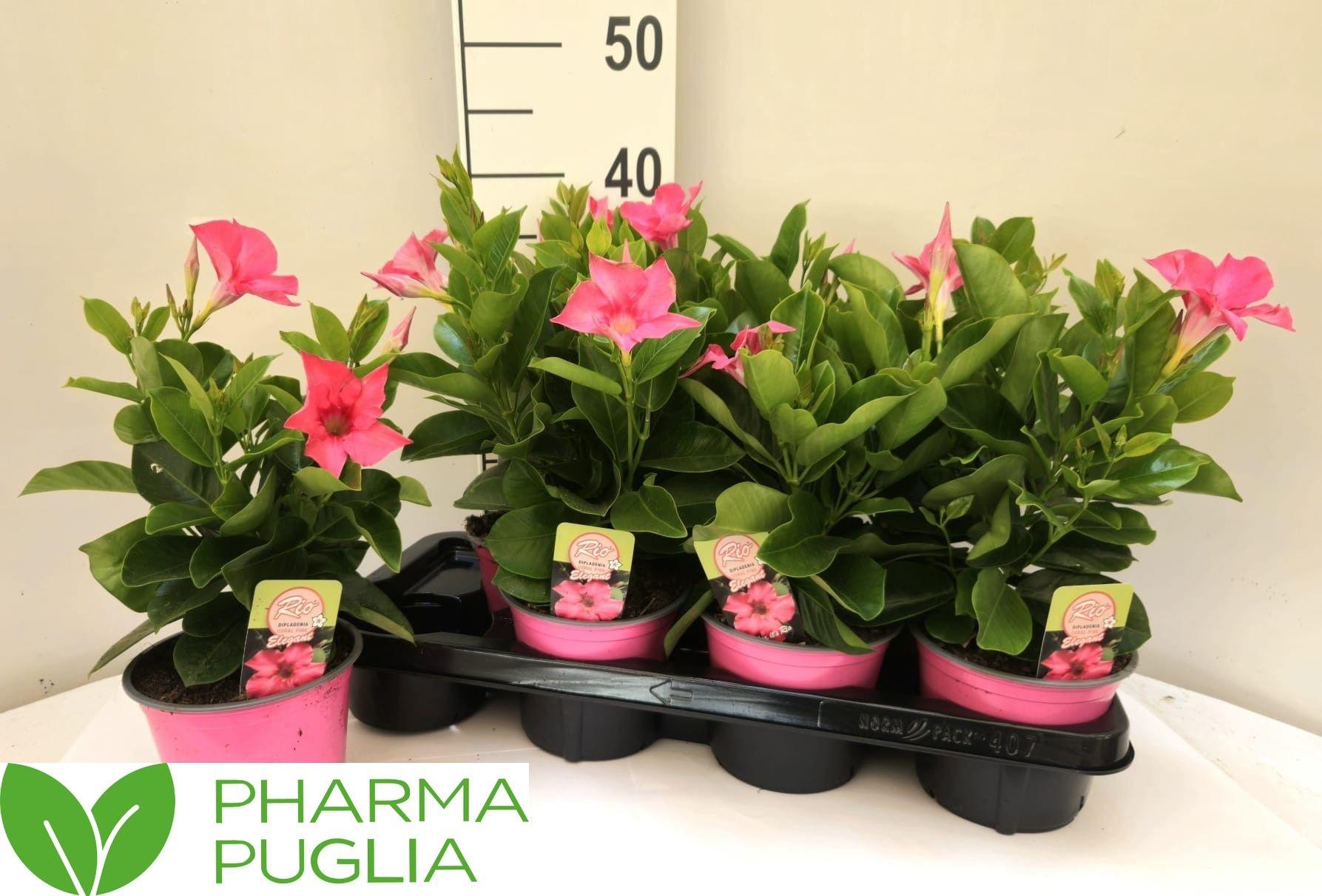 Горшечные цветы и растения оптом Mande Rio Pink от 7шт из Голландии с доставкой по России