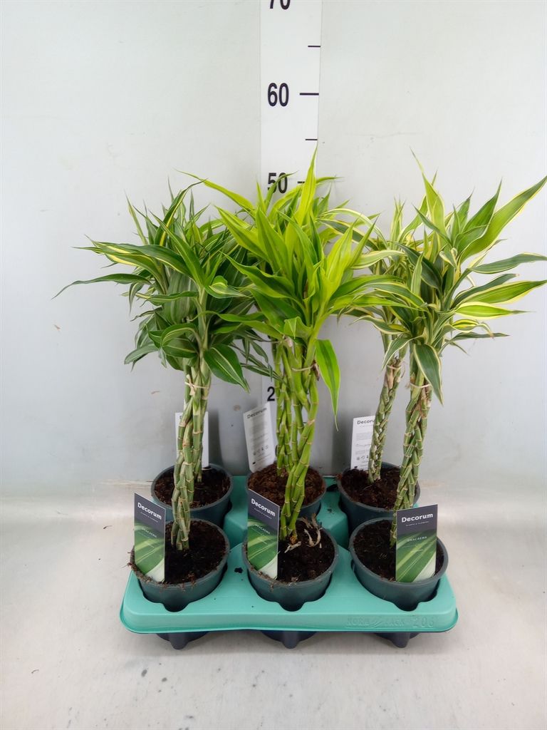 Горшечные цветы и растения оптом Dracaena Sand.   ...mix 3 от 6шт из Голландии с доставкой по России