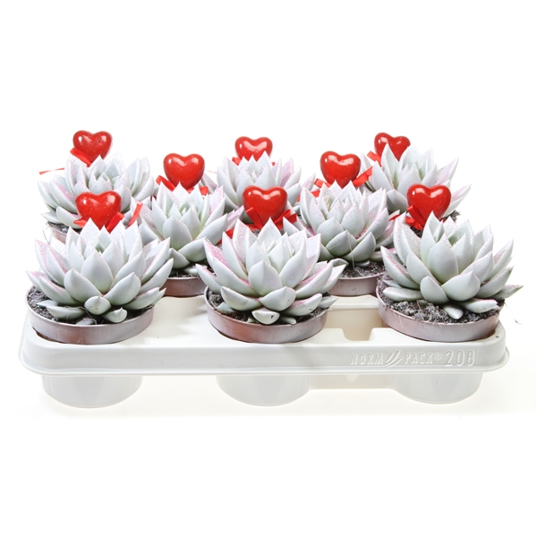 Горшечные цветы и растения оптом Echeveria Miranda Wit Roze Glitter + Hartje от 8шт из Голландии с доставкой по России