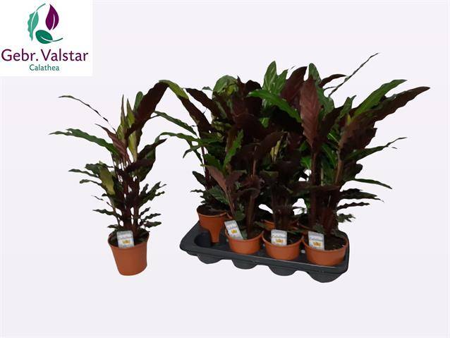 Горшечные цветы и растения оптом Calathea Wavestar от 8шт из Голландии с доставкой по России