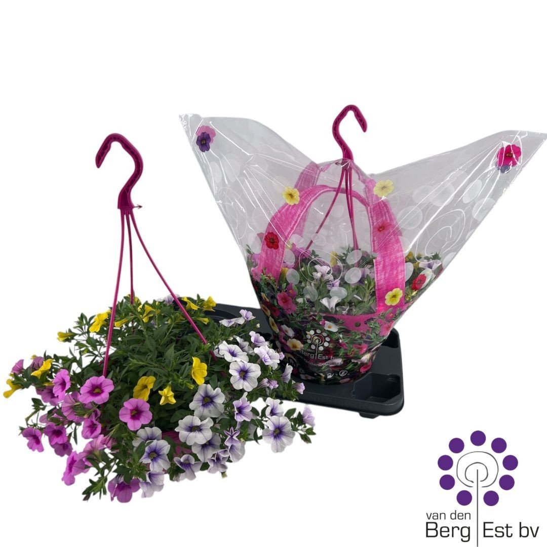 Горшечные цветы и растения оптом Calib Tr Lollipop от 2шт из Голландии с доставкой по России