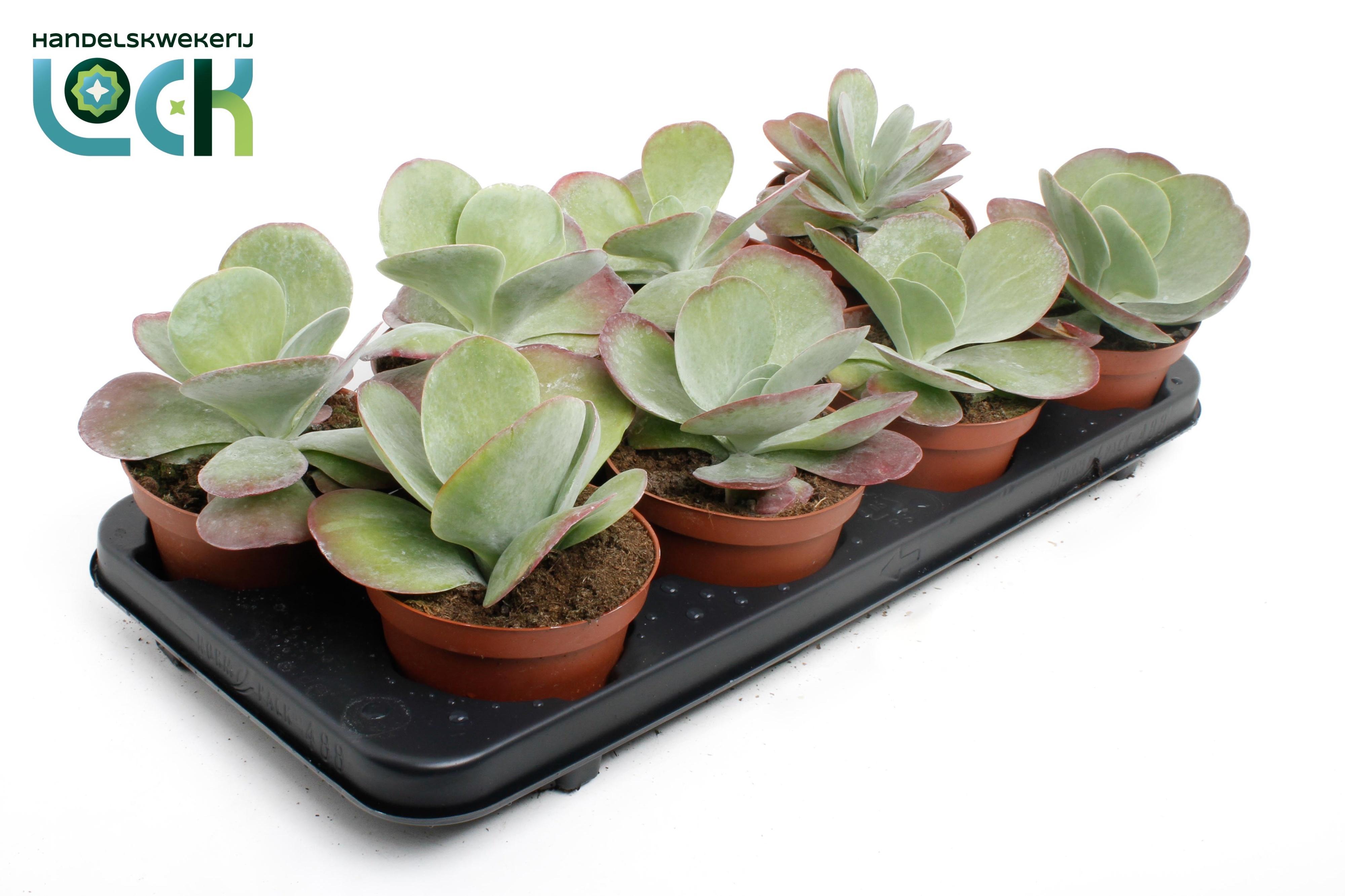 Горшечные цветы и растения оптом Kalanchoe Thyrsifl от 6шт из Голландии с доставкой по России