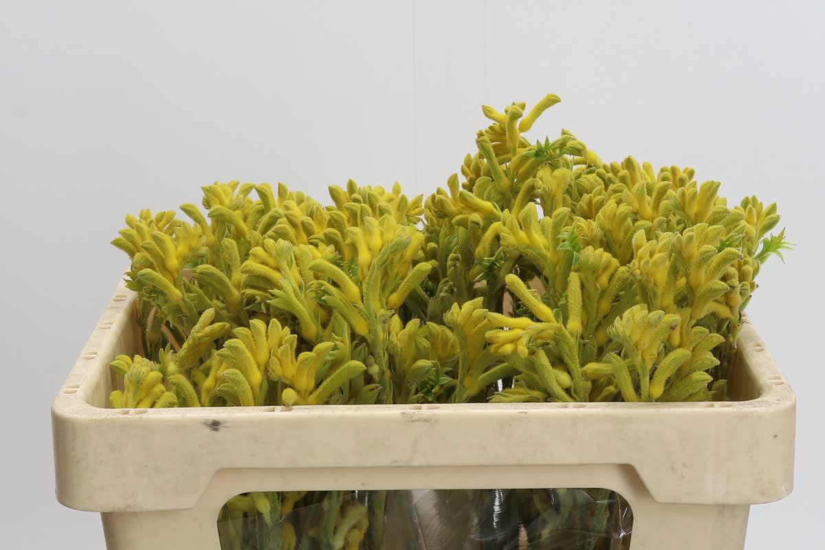 Срезанные цветы оптом Anigozanthos bush gold от 40шт из Голландии с доставкой по России