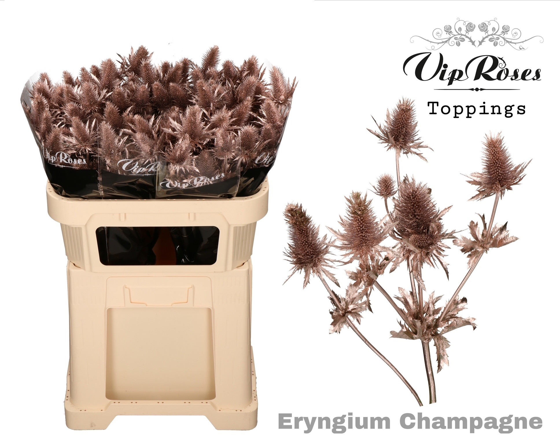 Срезанные цветы оптом Eryngium supernova paint champagne от 20шт из Голландии с доставкой по России