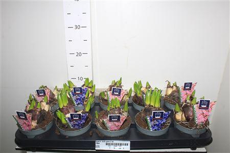 Горшечные цветы и растения оптом ** Hyacin Mult Gem 2 Kl * Autumn Promo * от 10шт из Голландии с доставкой по России