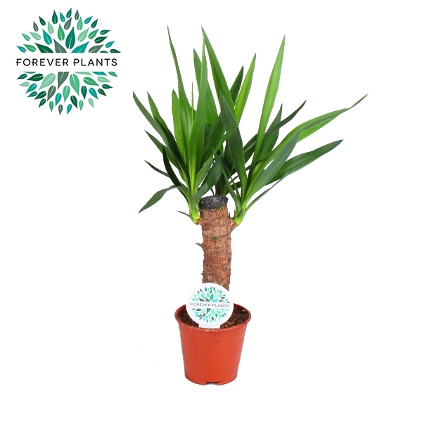 Горшечные цветы и растения оптом Yucca 30cm Stem 2+ от 8шт из Голландии с доставкой по России