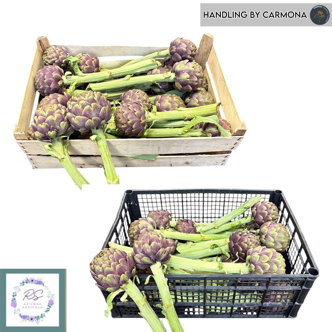 Срезанные цветы оптом Cynara scolymus purple от 20шт из Голландии с доставкой по России