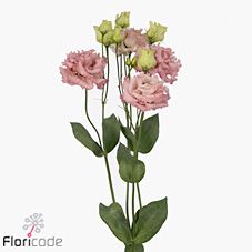 Срезанные цветы оптом Lisianthus do alissa pink от 60шт из Голландии с доставкой по России