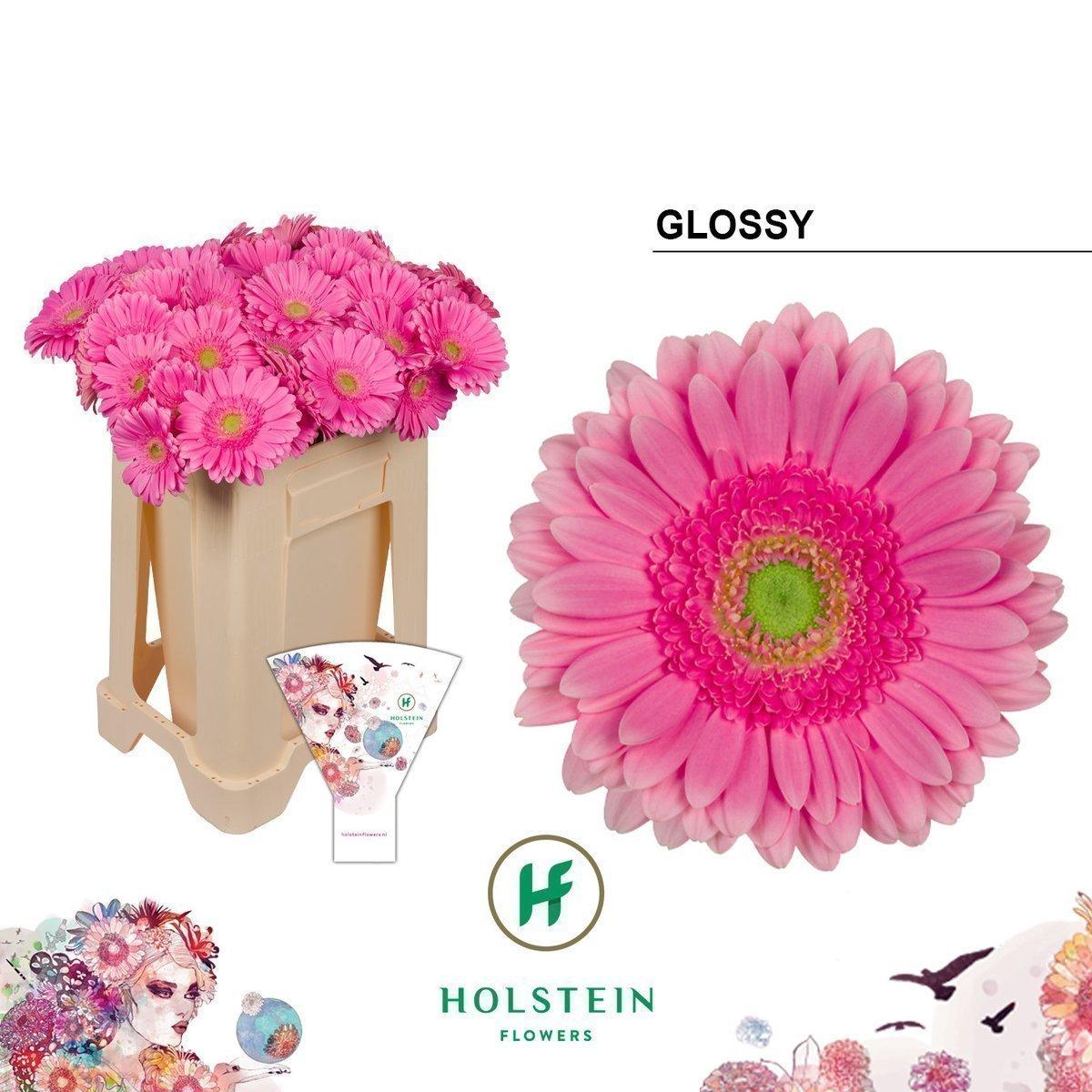 Срезанные цветы оптом Gerbera glossy от 40шт из Голландии с доставкой по России