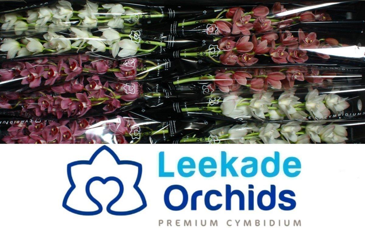 Срезанные цветы оптом Minicymbidium mix от 5шт из Голландии с доставкой по России