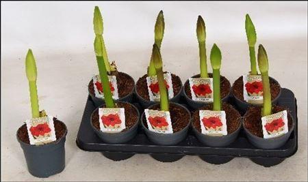 Горшечные цветы и растения оптом Hipp Red 1pp от 8шт из Голландии с доставкой по России