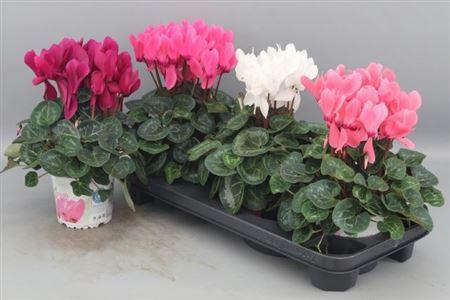 Горшечные цветы и растения оптом Cycl Gr Sup Xl от 3шт (для телеги) из Голландии с доставкой по России