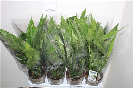 Горшечные цветы и растения оптом Spath Diamond Bontbladig от 8шт из Голландии с доставкой по России