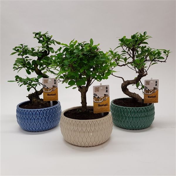 Горшечные цветы и растения оптом Bonsai Mix In Llily Ceramic от 6шт из Голландии с доставкой по России