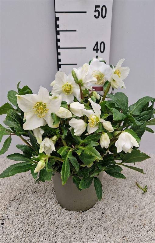 Горшечные цветы и растения оптом Helleborus Viv Viktor от 3шт из Голландии с доставкой по России