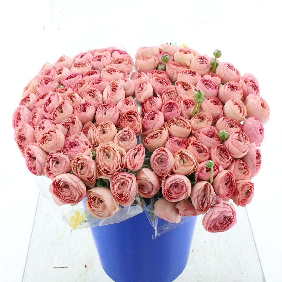 Срезанные цветы оптом Ranunculus tropico salmon от 100шт из Голландии с доставкой по России