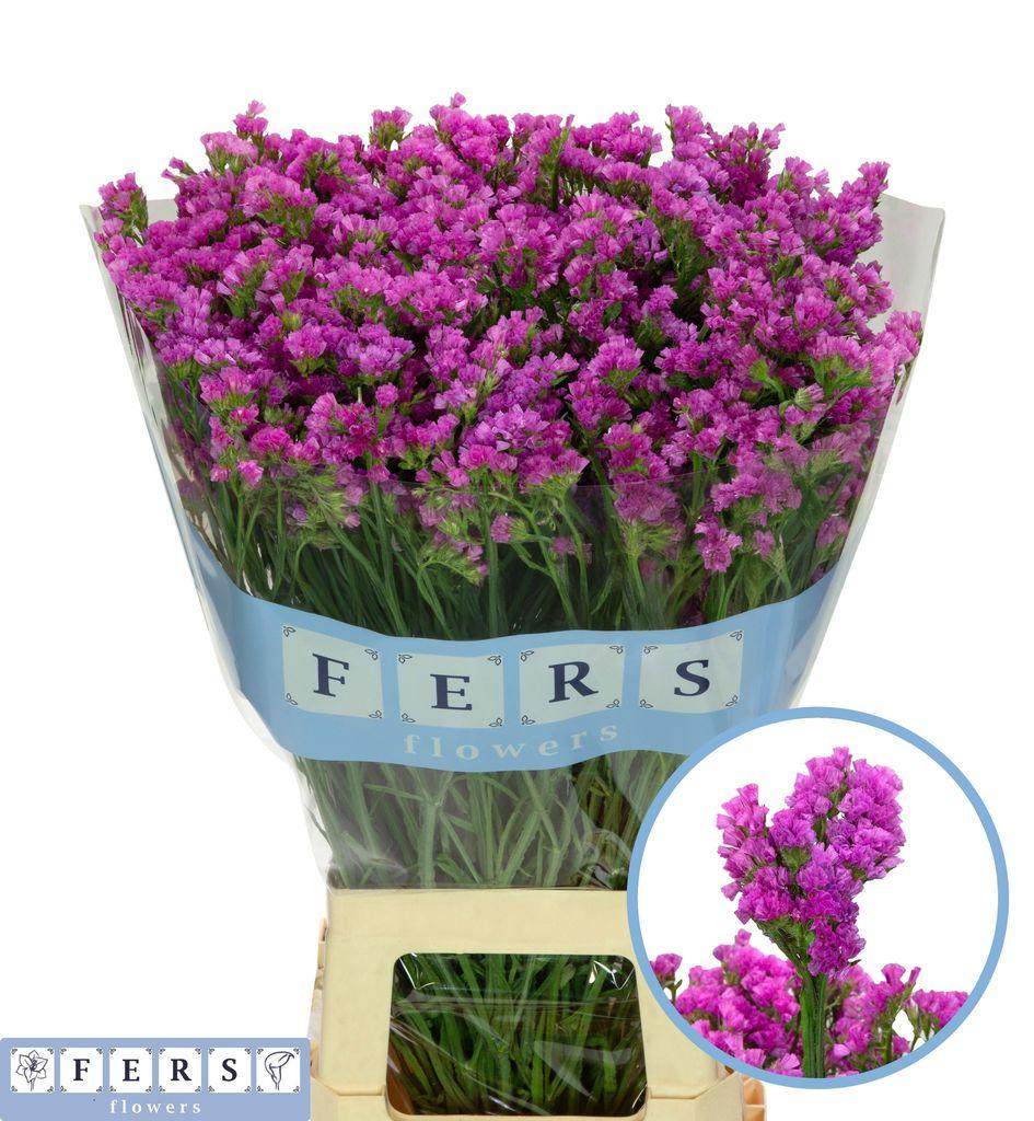 Срезанные цветы оптом Statice raspberry wings от 25шт из Голландии с доставкой по России