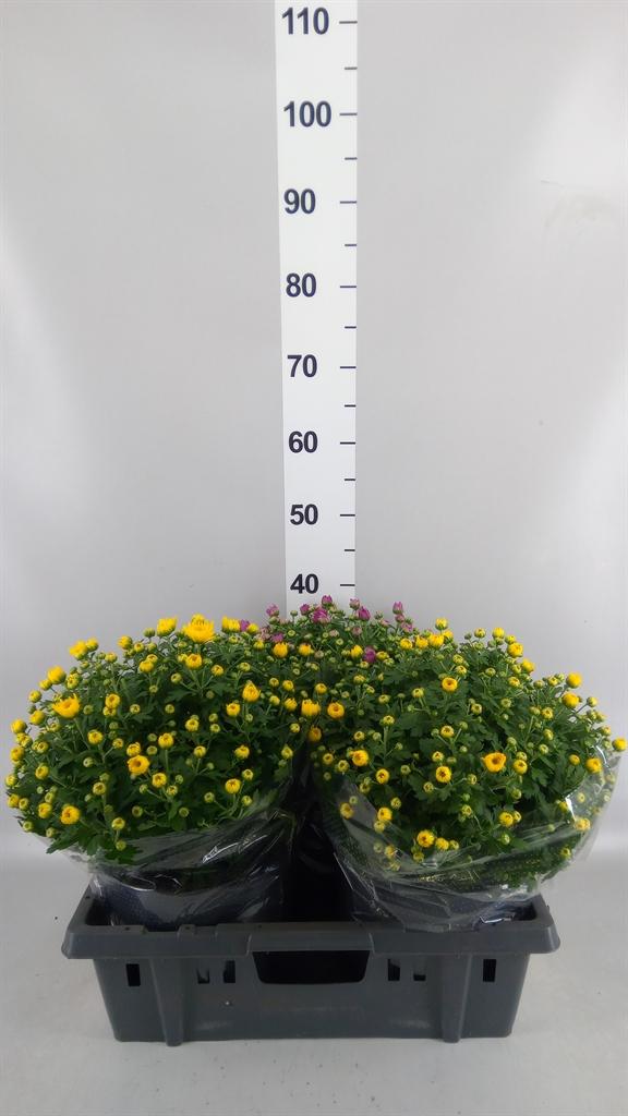 Горшечные цветы и растения оптом Chrysanthemum .. от 3шт из Голландии с доставкой по России